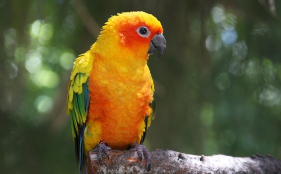 Harga Burung Macaw Scarlet