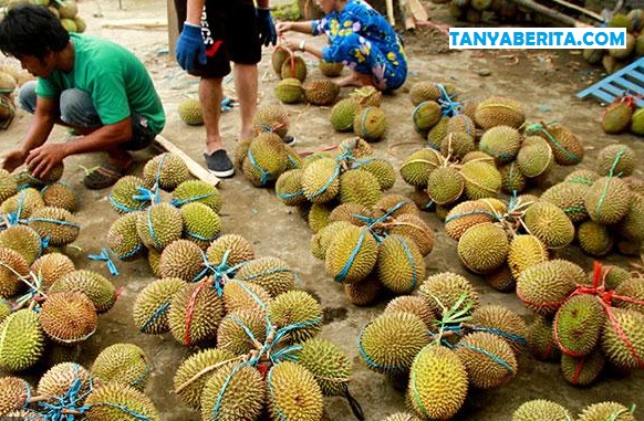 Harga Durian per Kg