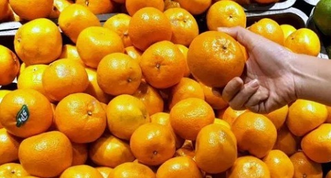 Harga Jeruk Mandarin Per Kg
