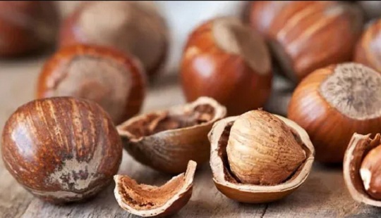Manfaat Kacang Hazelnut